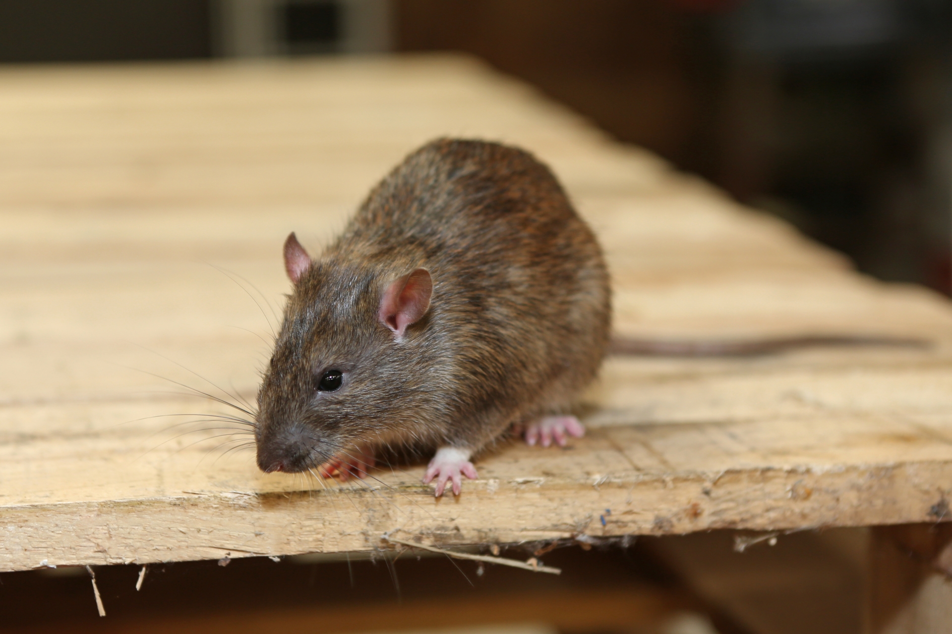 Rat Infestation, Pest Control in Edgware, Burnt Oak, HA8. Call Now 020 8166 9746