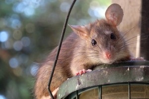 Rat extermination, Pest Control in Edgware, Burnt Oak, HA8. Call Now 020 8166 9746