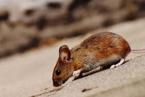 Mice Exterminator, Pest Control in Edgware, Burnt Oak, HA8. Call Now 020 8166 9746