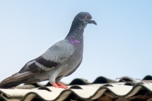 Pigeon Control, Pest Control in Edgware, Burnt Oak, HA8. Call Now 020 8166 9746